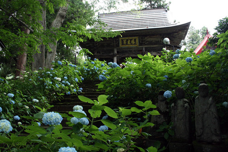 あじさい寺へ行ってきました！ - <b>野沢温泉</b>より田舎の元気をお便り！